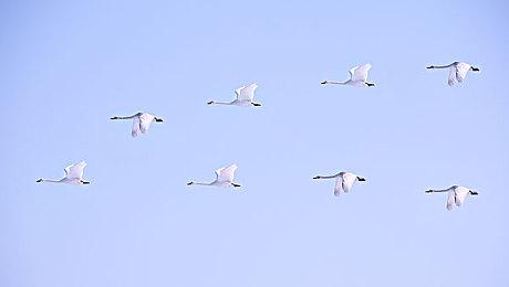 调查问卷显示育碧有意推出多档订阅服务套餐